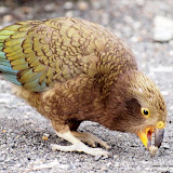 gummisüchtiger Kea