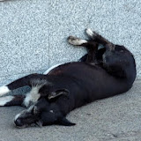 Hunde-Siesta