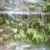 Blue Mountains - Wasserfallgewächse