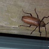 Ein etwas größerer Käfer in Mission Beach