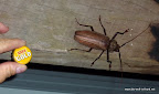 Ein etwas größerer Käfer in Mission Beach