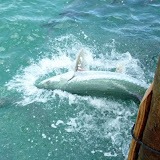 Tarpon-Fisch