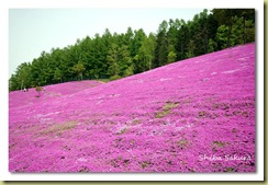 pink5