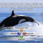 NatGeo Quiz! Wild Life (Screenshots)