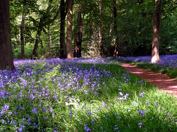 Bluebells-Two