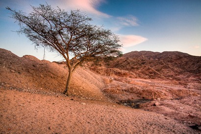 Tree on the Mountain - Aqaba Tree on the Mountain - Aqaba