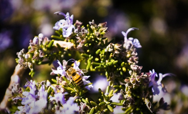 [Bee on Lylac Bush 2[10].jpg]