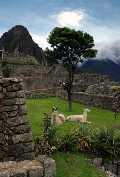 Inca Ruins Plaza Tree