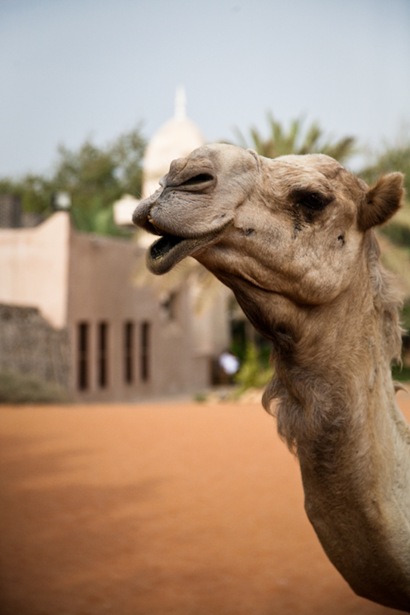 A Camel was parked at a Mosque