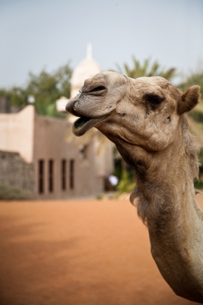 A Camel was parked at a Mosque A Camel was parked at a Mosque