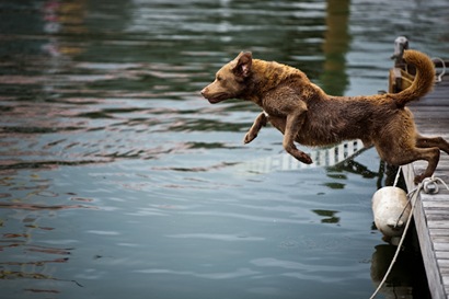 Retriever at Maritime Museum - 10-2