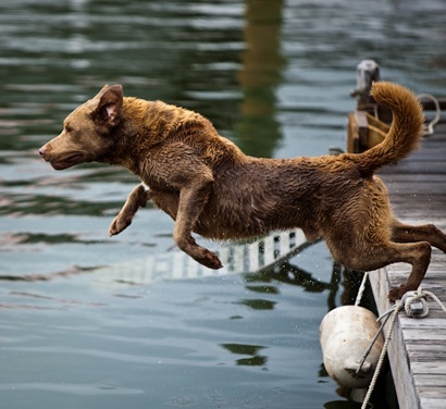 Retriever at Maritime Museum - 10 Retriever at Maritime Museum - 10