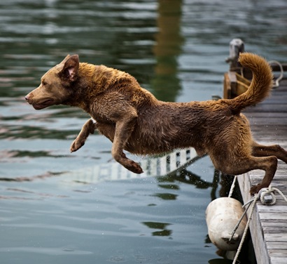 Retriever at Maritime Museum - 10