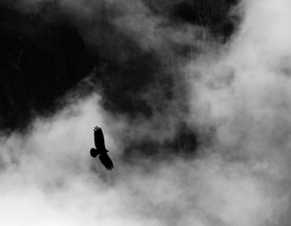 Angle Falls Bird Silohuette Angle Falls Bird Silohuette