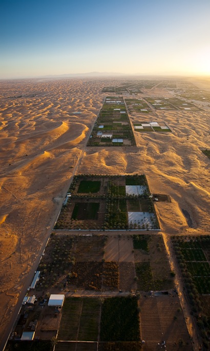 Desert Garden