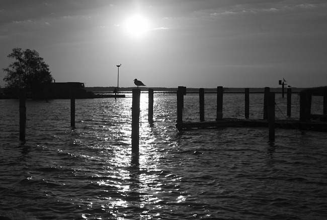 [Seagull on Piling Saint George's Island[4].jpg]