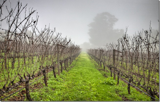 Vines in the Fog