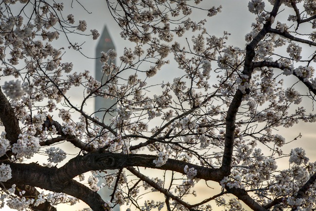 [Washington Cherry Blossoms at Sunrise-4[4].jpg]