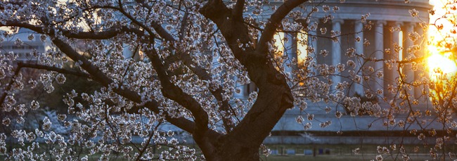 [Washington Cherry Blossoms at Sunrise-2[4].jpg]