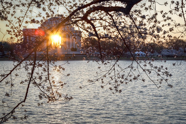 [Cherry Blossoms with Sunrise through the Jefferson Memorial-1[4].jpg]