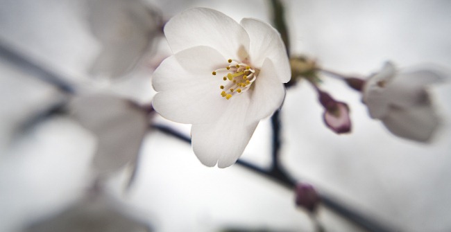 [Cherry Blossoms - Lensbaby Macro Color-2[4].jpg]