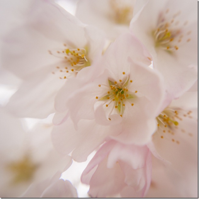 Cherry Blossoms - Lensbaby Macro Color-6