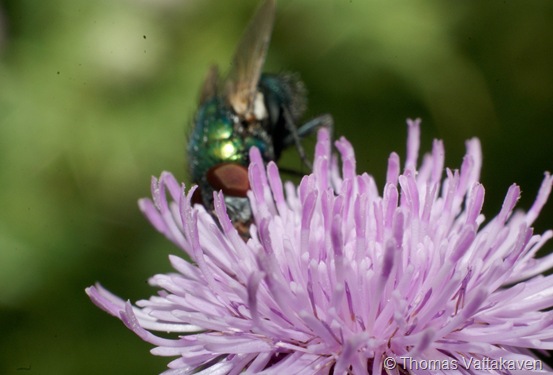 SONY DSC
