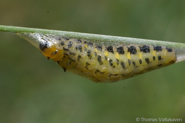 [macroday2402.jpg]