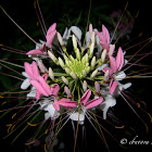 Spider flower