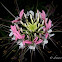 Spider flower