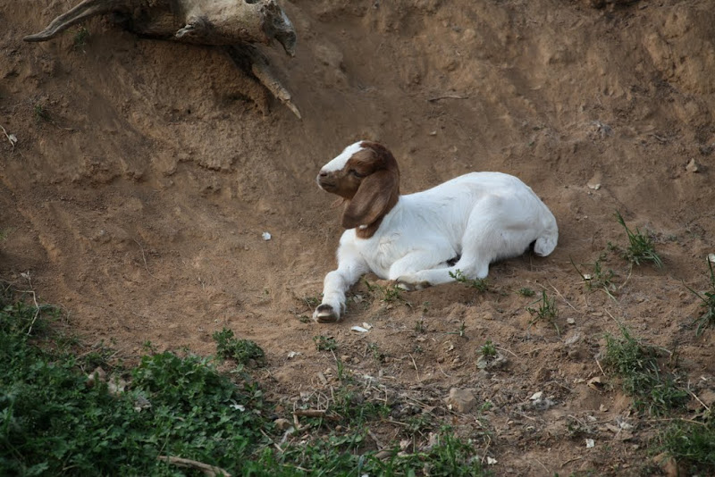 IMAGE: http://lh6.ggpht.com/_3iXrsjQaG9w/S9YmNdbe1PI/AAAAAAAACRg/fmP2u-2WvPM/s800/IMG_0851.JPG