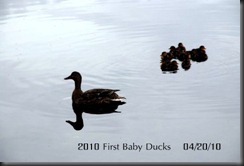 First Baby Ducks 2010  4-20-2010 12-30-38 PM