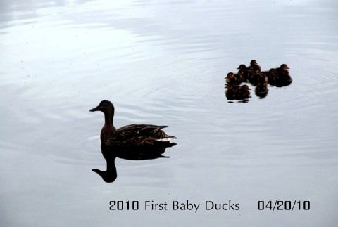 [First Baby Ducks 2010  4-20-2010 12-30-38 PM[3].jpg]