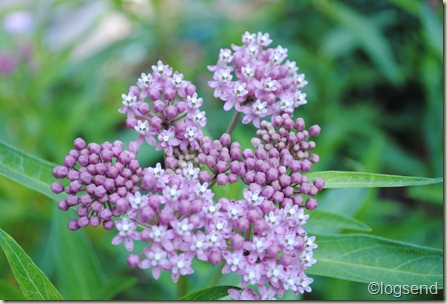 Asclepias incarnata L. Swamp milkweed