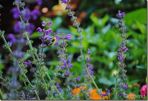 Salvia pratensis Royal Crimson Distinction