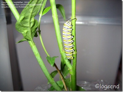 Monarch catapillar