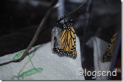 monarch wings filling