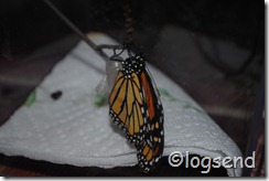 monarch wings almost full