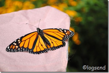 Monarch release