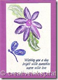 purpledaisy delight purpledaisy delight