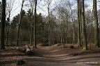 Wald an der Saaler Mühle