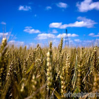Wheat, Corn, Soybeans Called to Open Lower on Speculation Demand May Slow