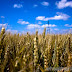 Wheat, Corn, Soybeans Called to Open Lower on Speculation Demand May Slow