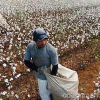 Cotton crop may hit new high next year