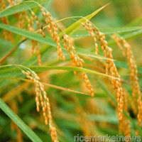 Rice basmati declines in thin trade