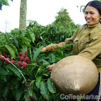 Global coffee production estimated at 135 million bags: USDA