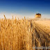 Wheat Jumps Most in Month in Paris as Dry Weather May Curb Crops
