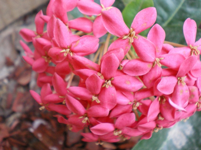 [pink flower[3].jpg]