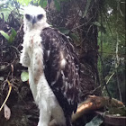Pinsker's Hawk-Eagle