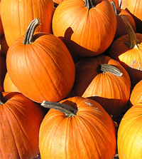 Dietitian Degree Programs Recommend Pumpkin for Peak Nutrition